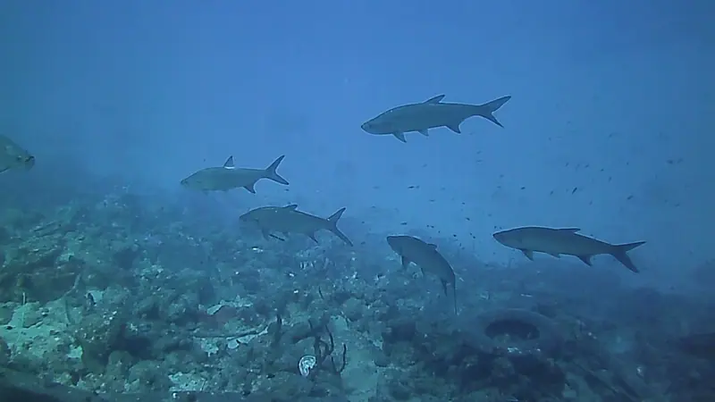 Video Salt Pier Tarpon