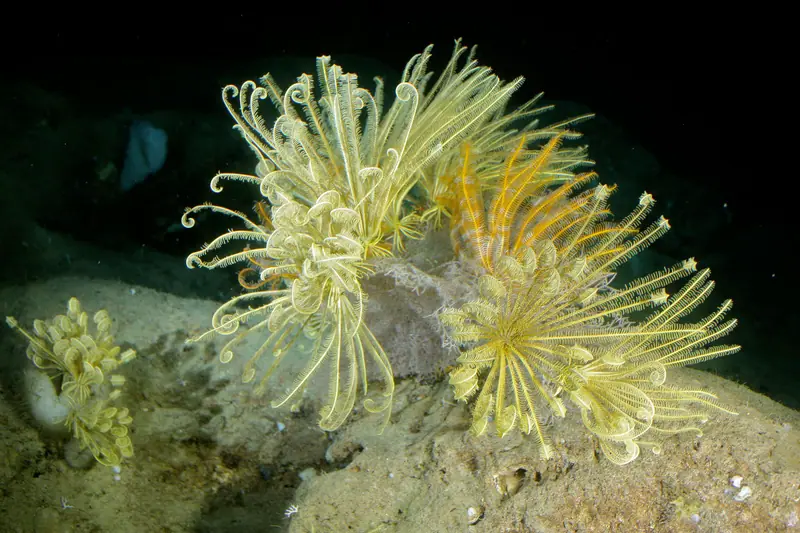 Vivid Crinoids