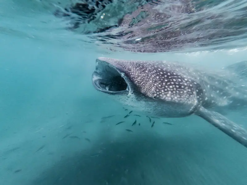 Whale Shark (Rhincodon typus) with open mouth in La Paz, Mexico